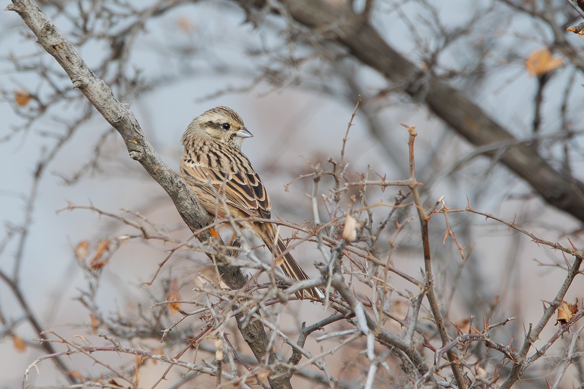 Rock Bunting - ML646355768