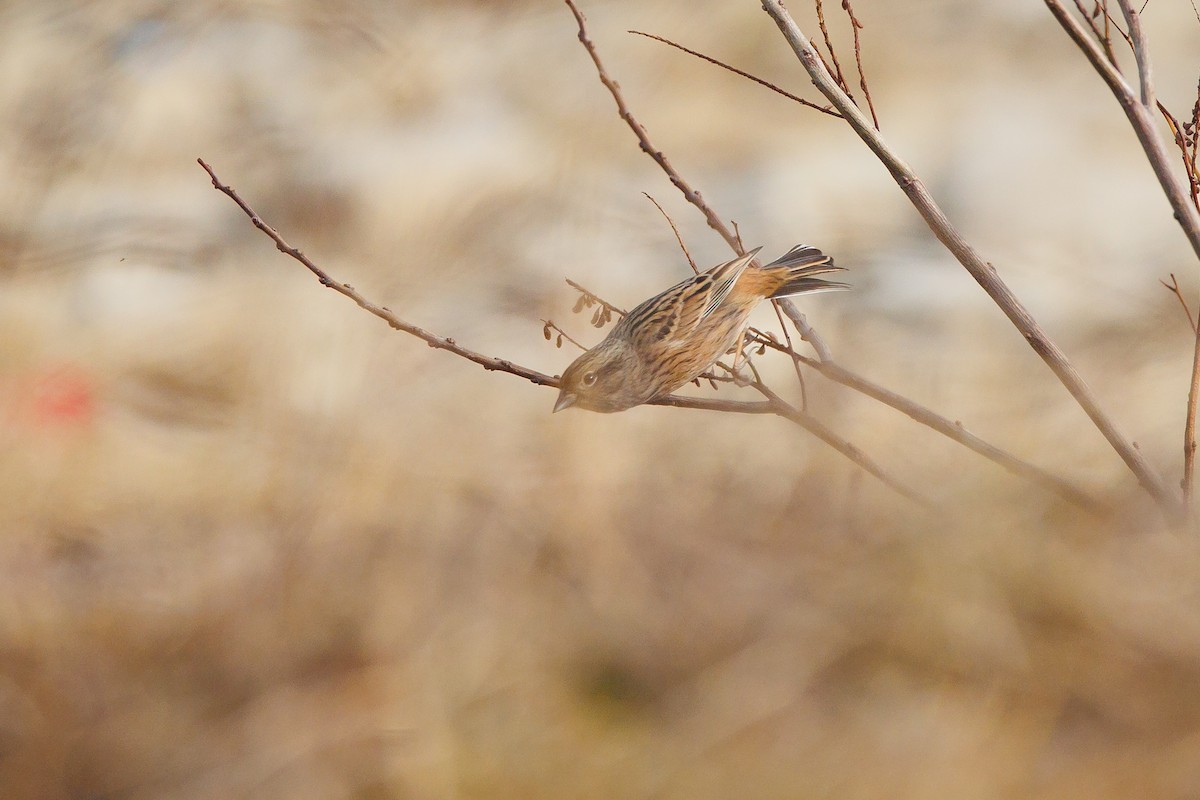 Rock Bunting - ML646355769