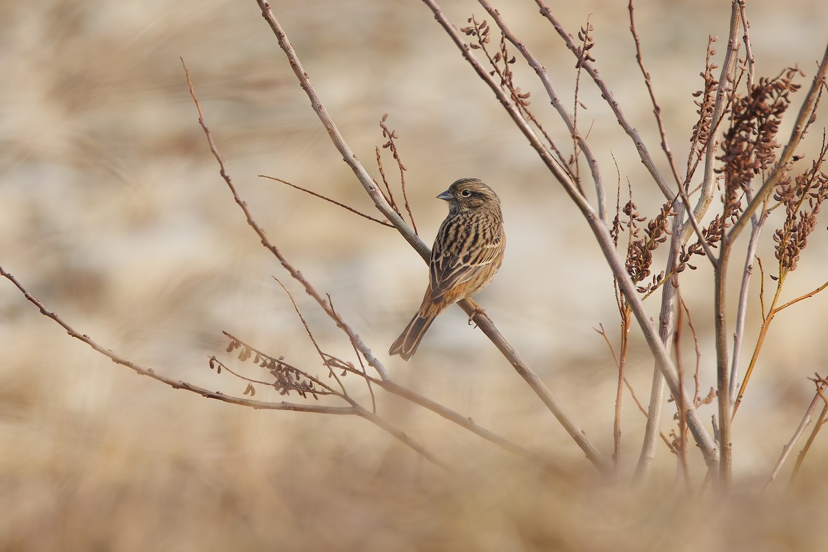 Rock Bunting - ML646355770