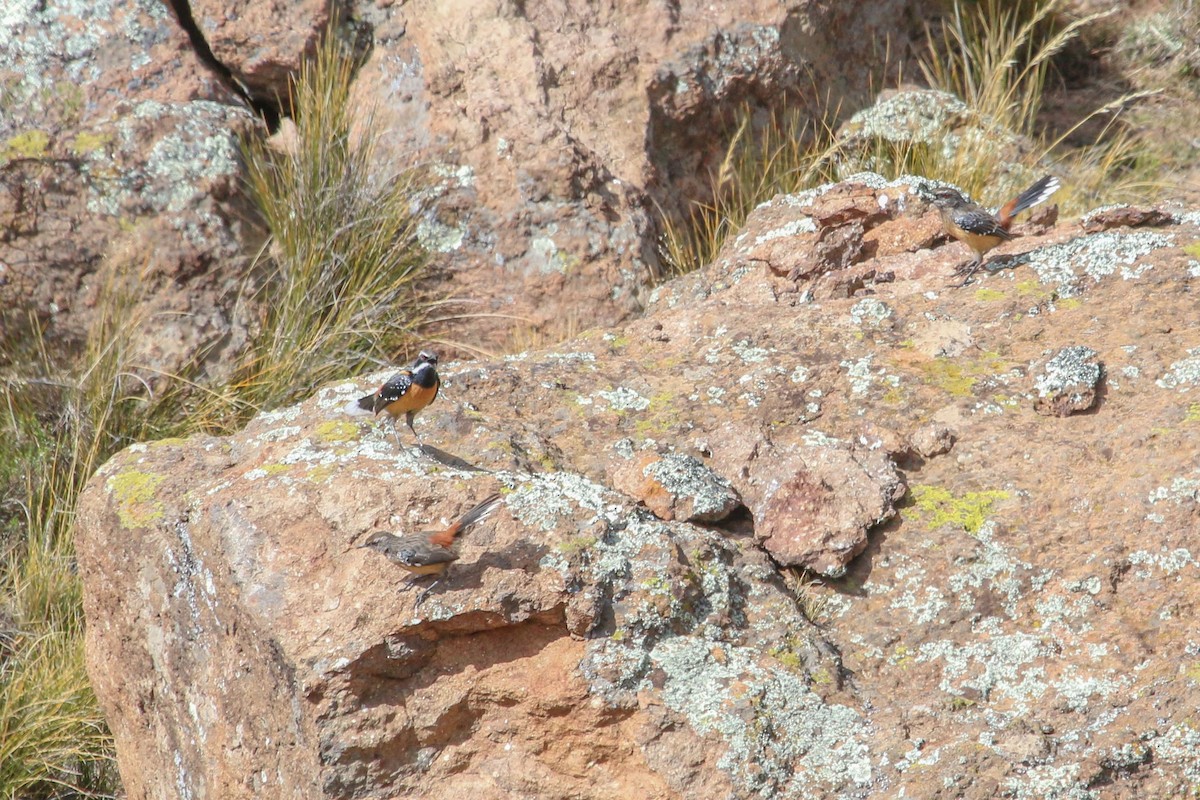 Drakensberg Rockjumper - ML646355772