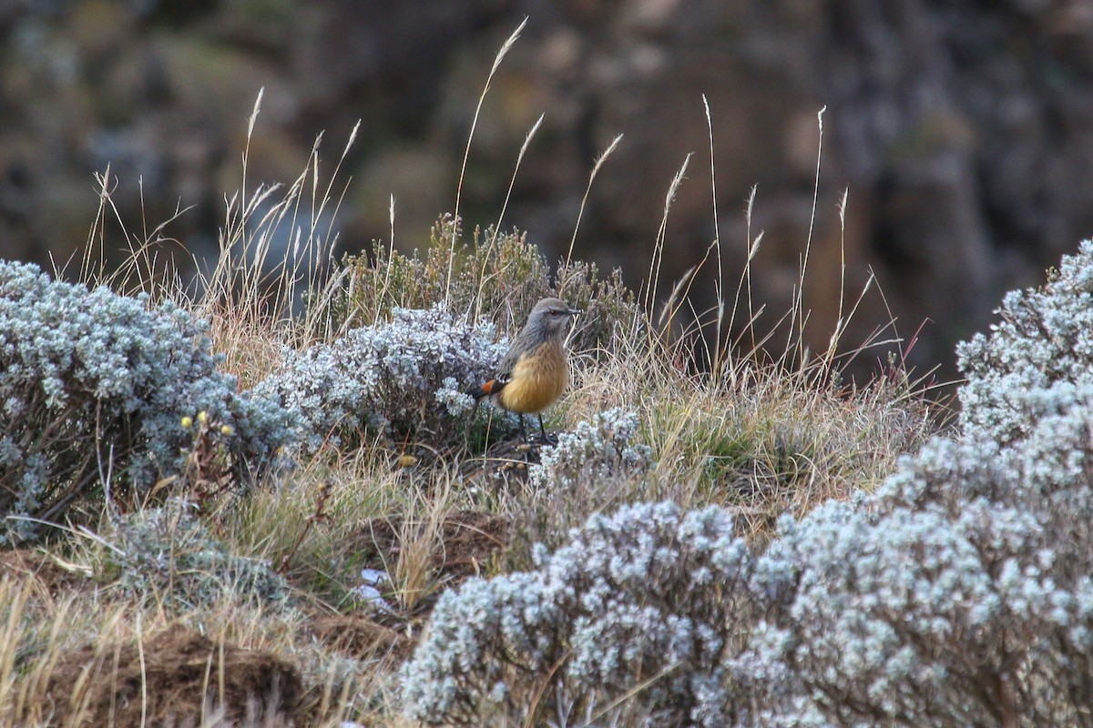 Drakensberg Rockjumper - ML646355773