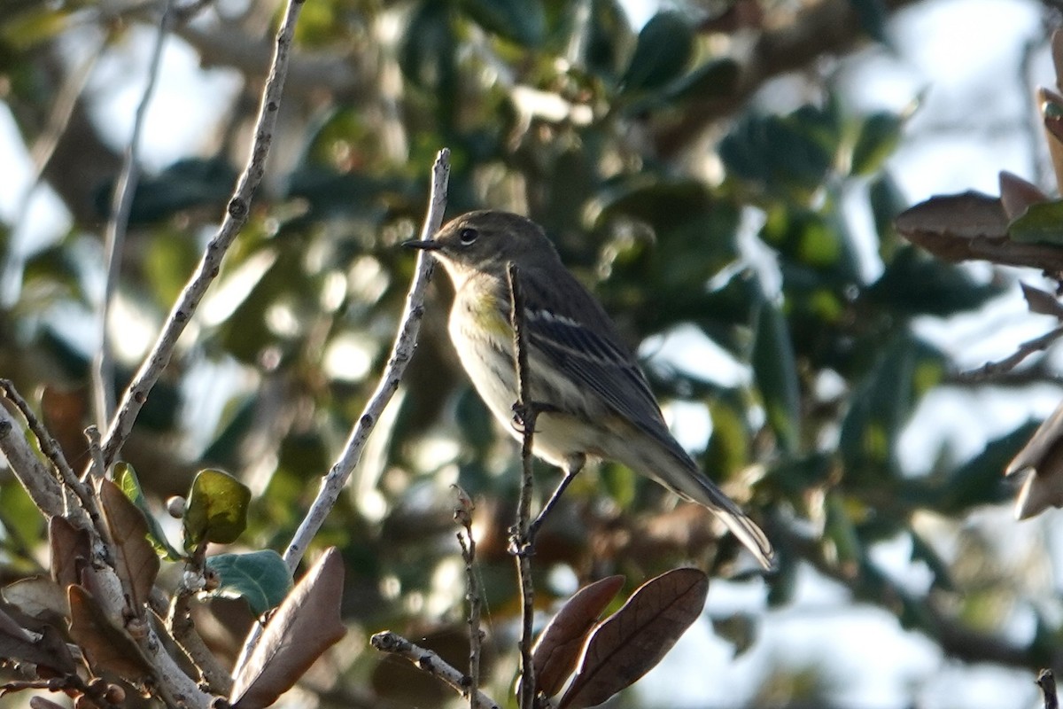 Yellow-rumped Warbler - ML646355774