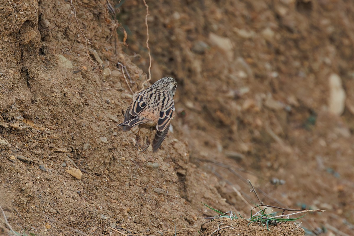 Rock Bunting - ML646355775