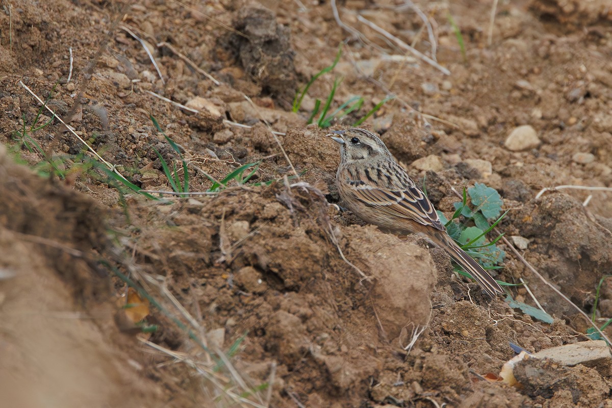 Rock Bunting - ML646355776