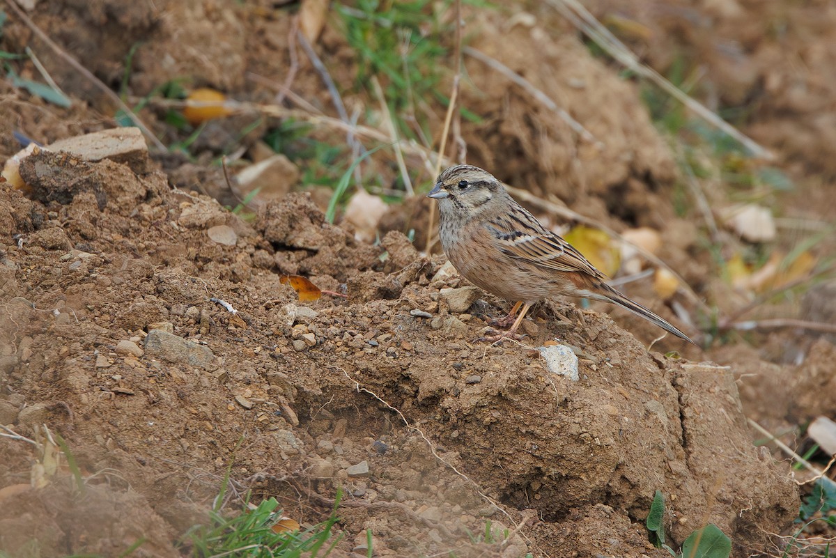 Rock Bunting - ML646355777
