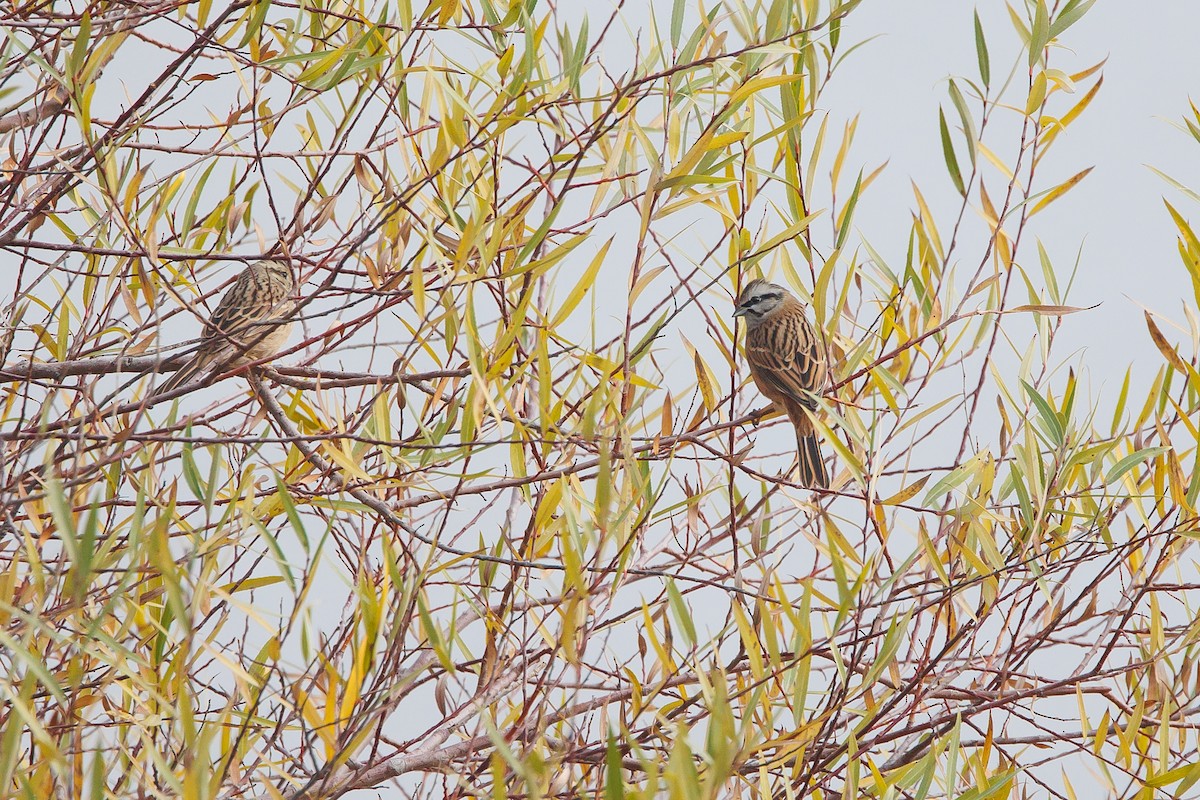 Rock Bunting - ML646355778