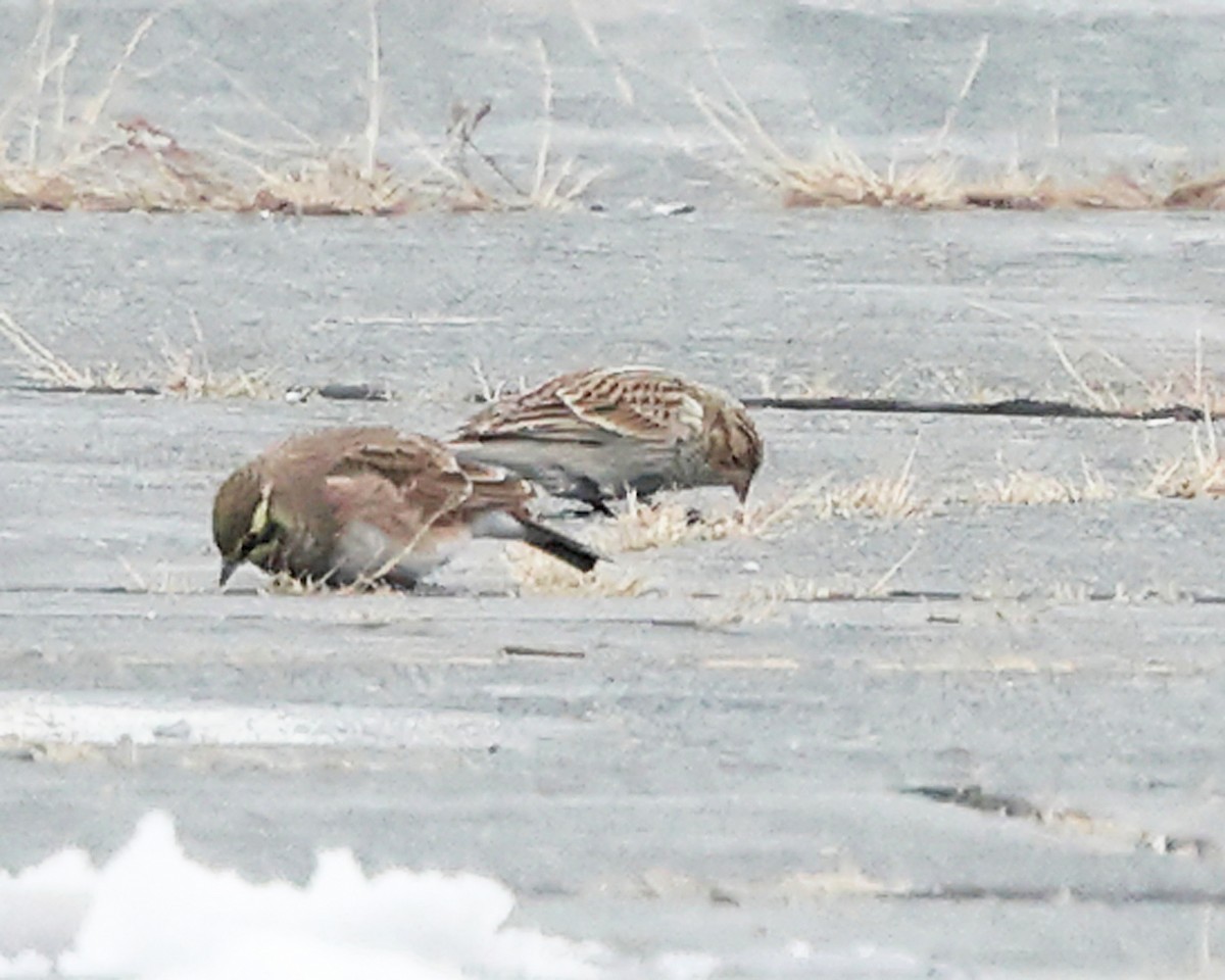 Chestnut-collared Longspur - ML646355780