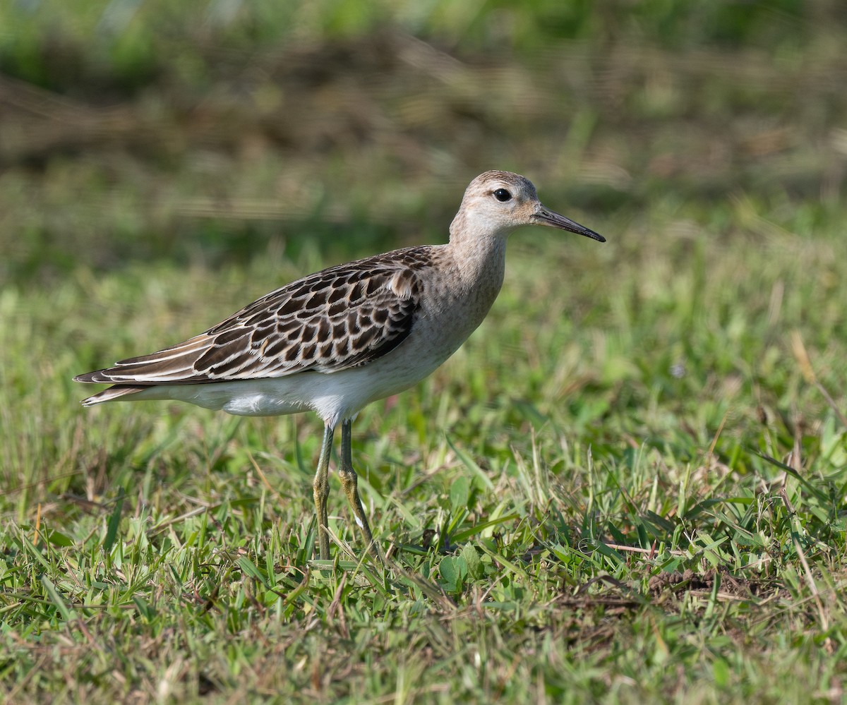 エリマキシギ - ML646355782