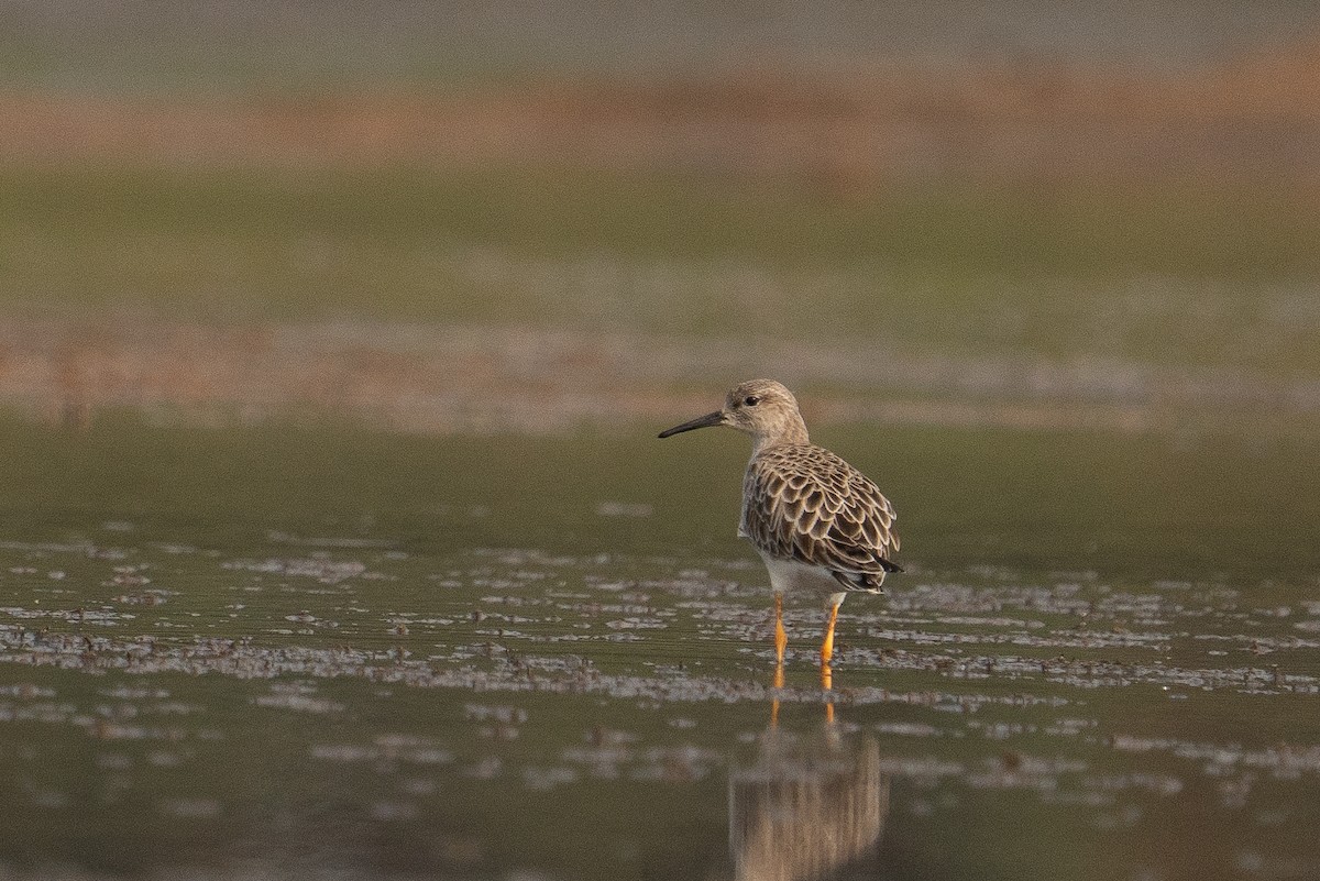 jespák bojovný - ML646355783