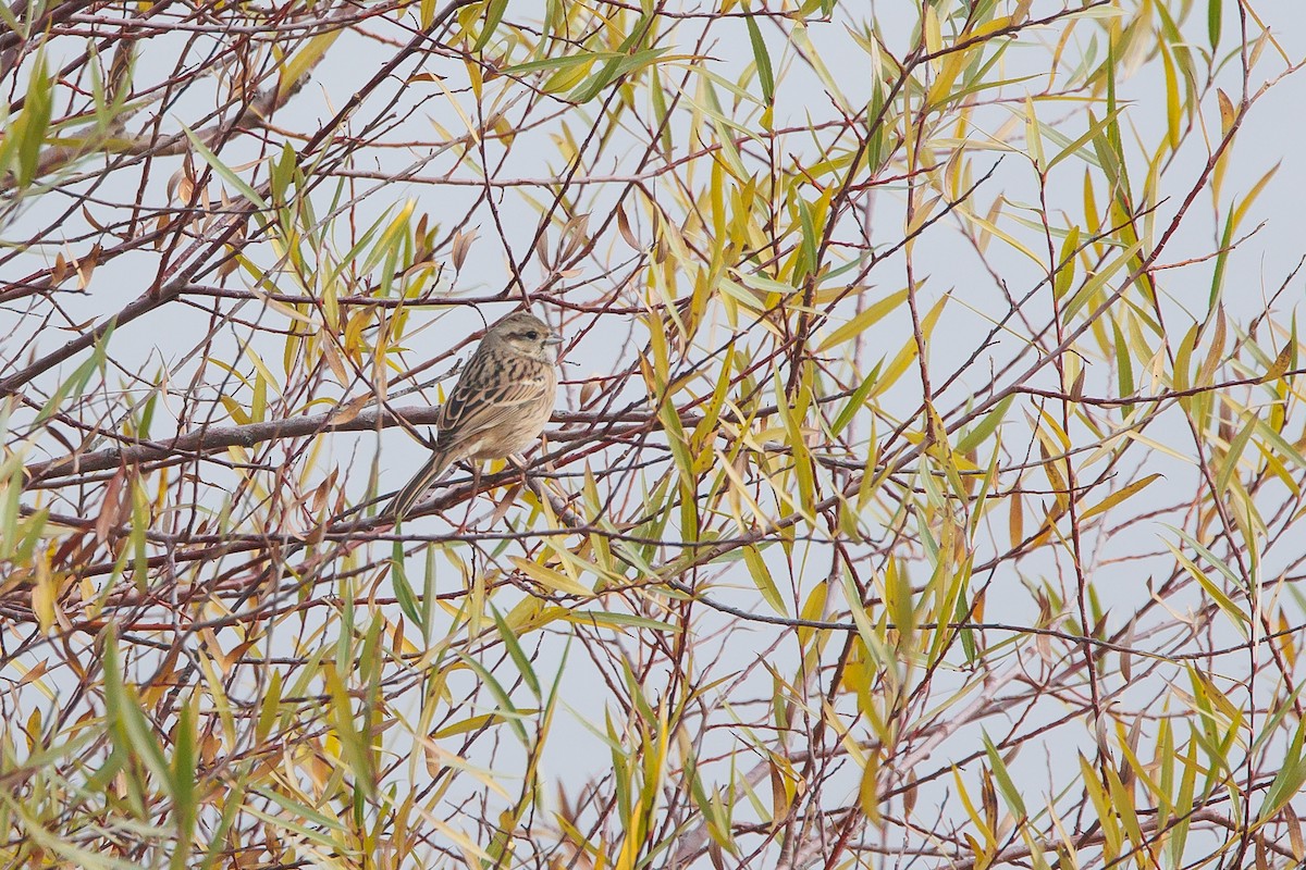 Rock Bunting - ML646355785
