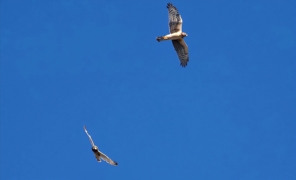 Northern Harrier - ML646355788
