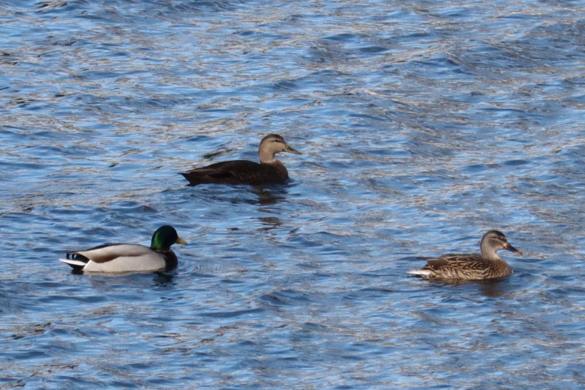 American Black Duck - ML646355792