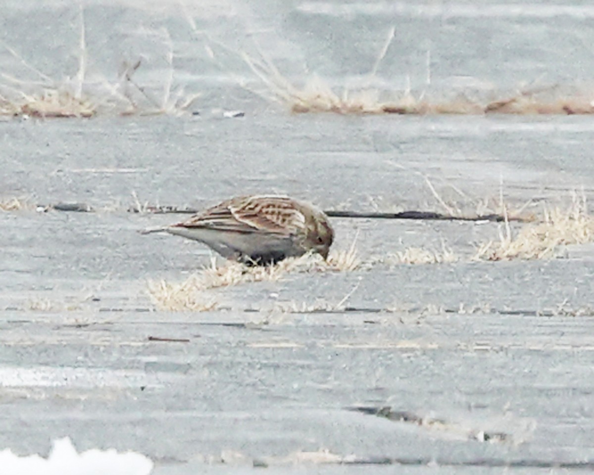 Chestnut-collared Longspur - ML646355793