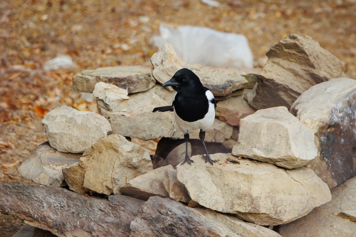 Eurasian Magpie - ML646355794