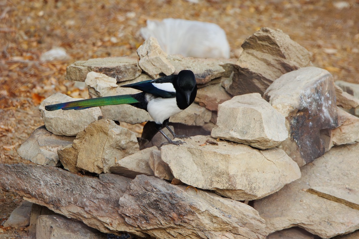 Eurasian Magpie - ML646355795