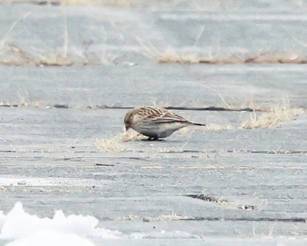 Chestnut-collared Longspur - ML646355799