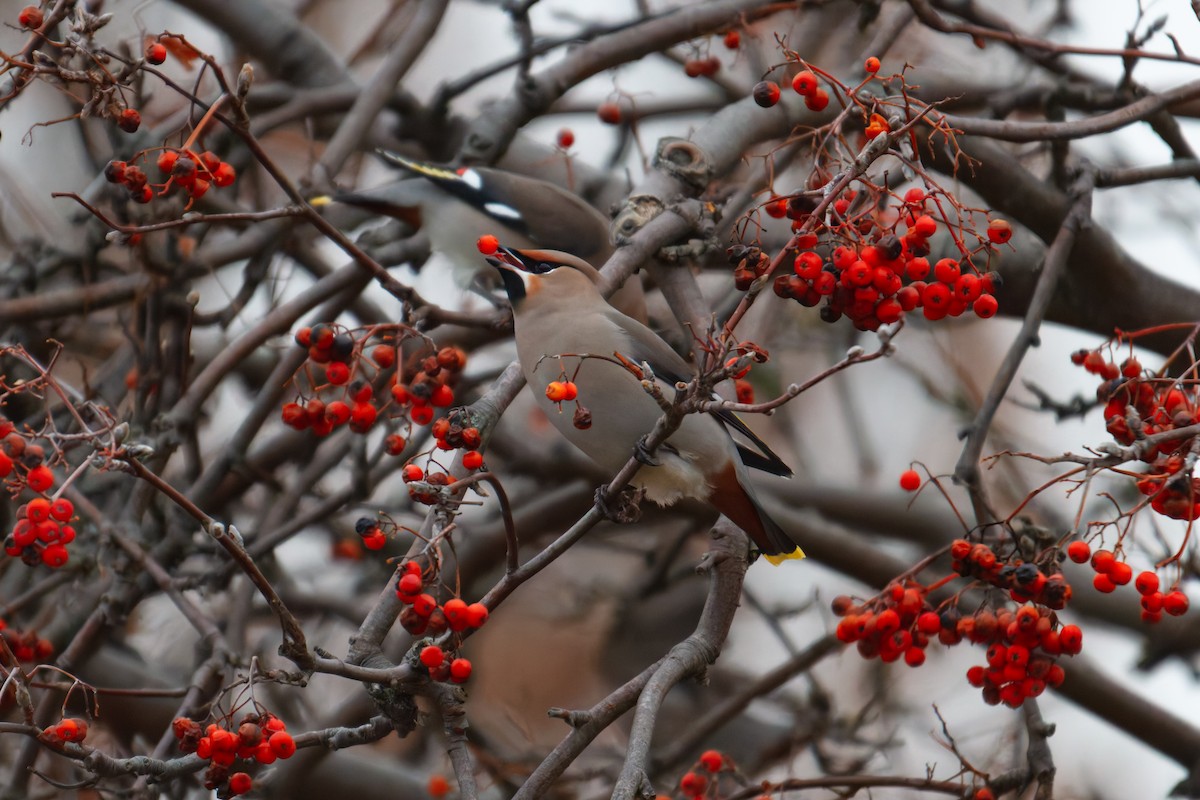 Bohemian Waxwing - ML646355800