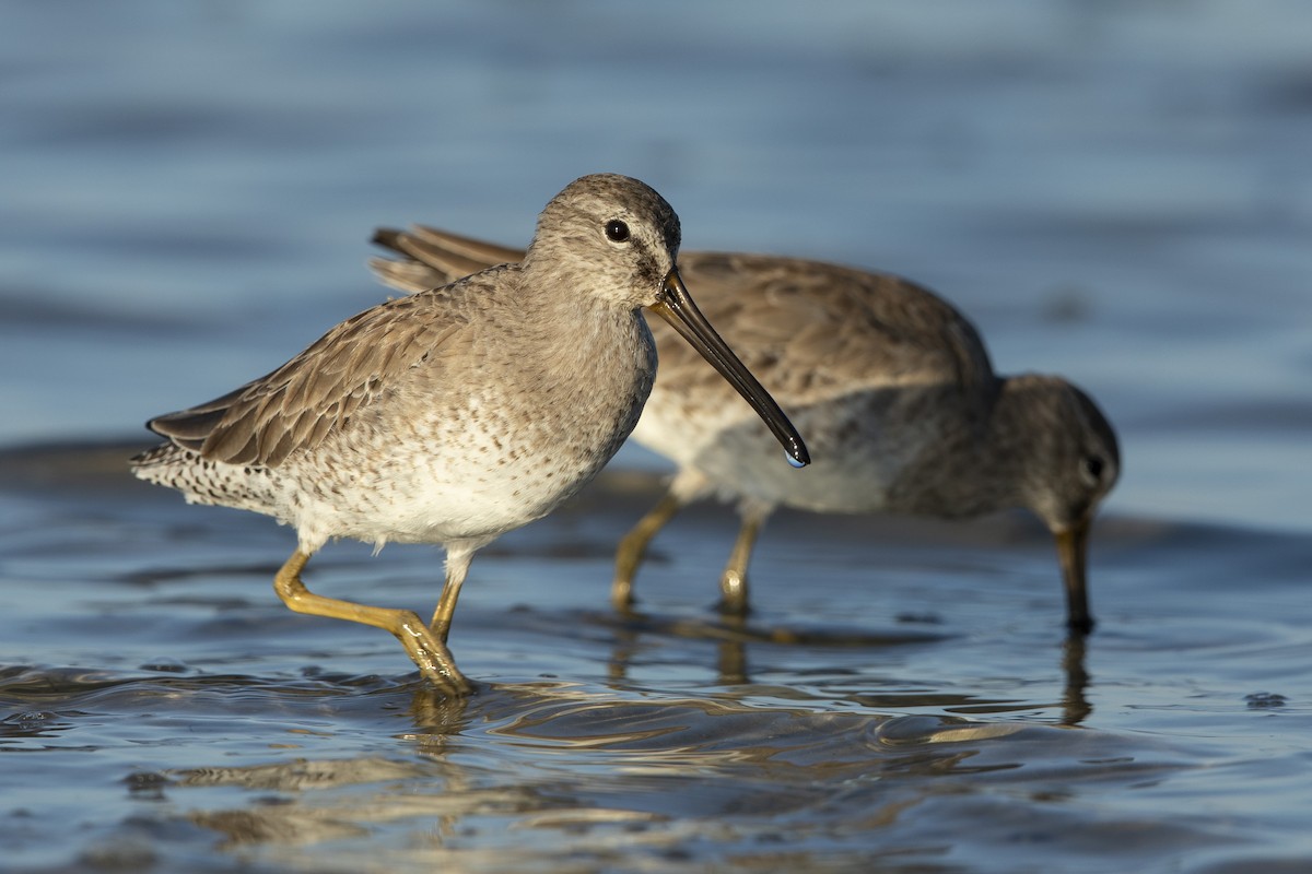 Short-billed Dowitcher - ML646355801