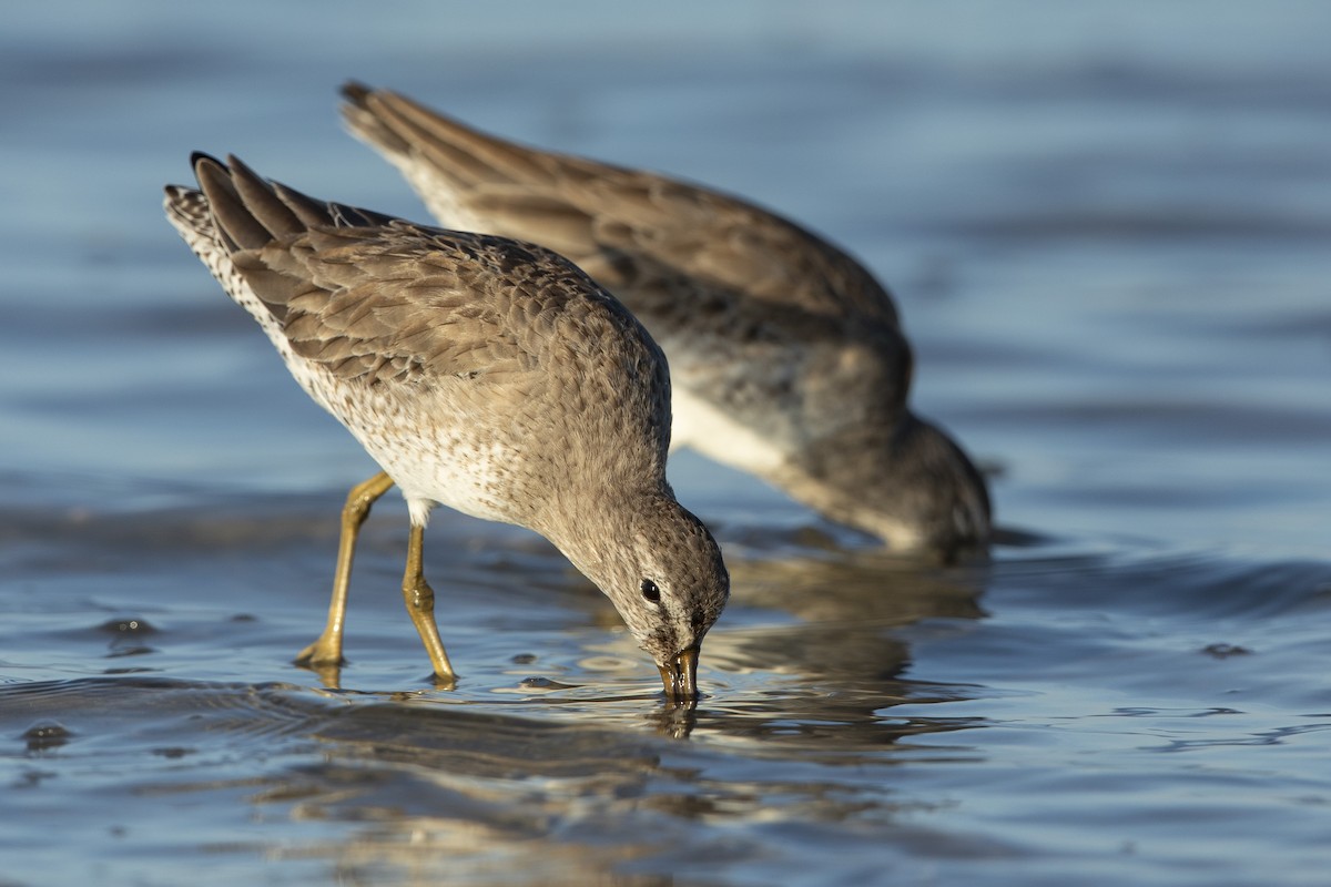 Short-billed Dowitcher - ML646355802