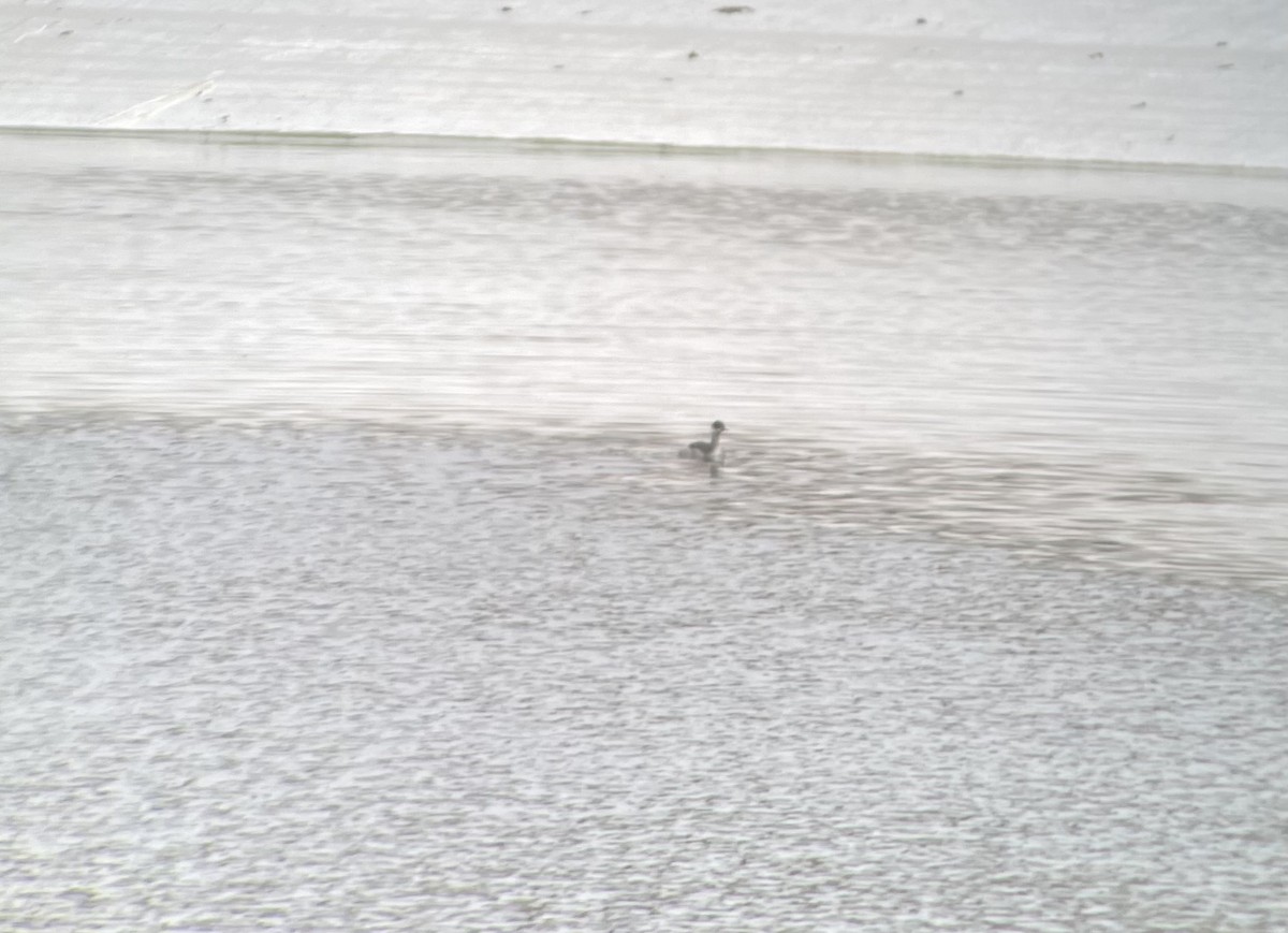 potápka černokrká - ML646355803