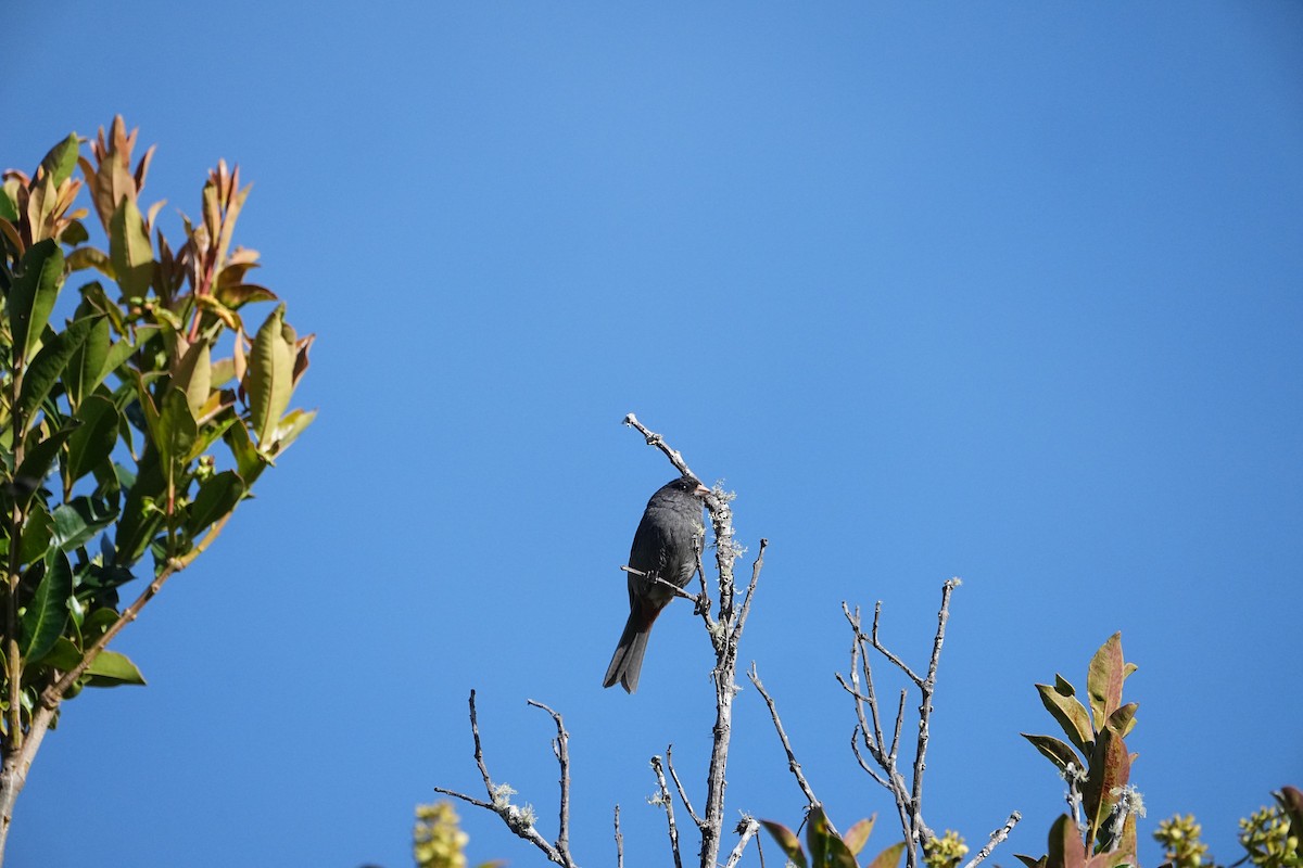 Schlankschnabel-Samenfresser - ML646355806