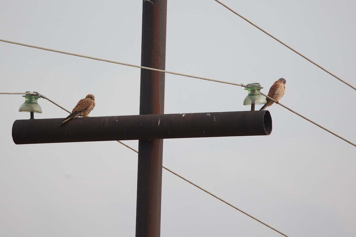 Eurasian Kestrel - ML646355807