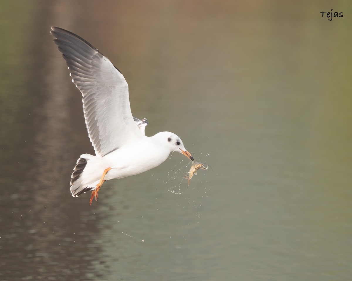 שחף חום-ראש - ML646355813