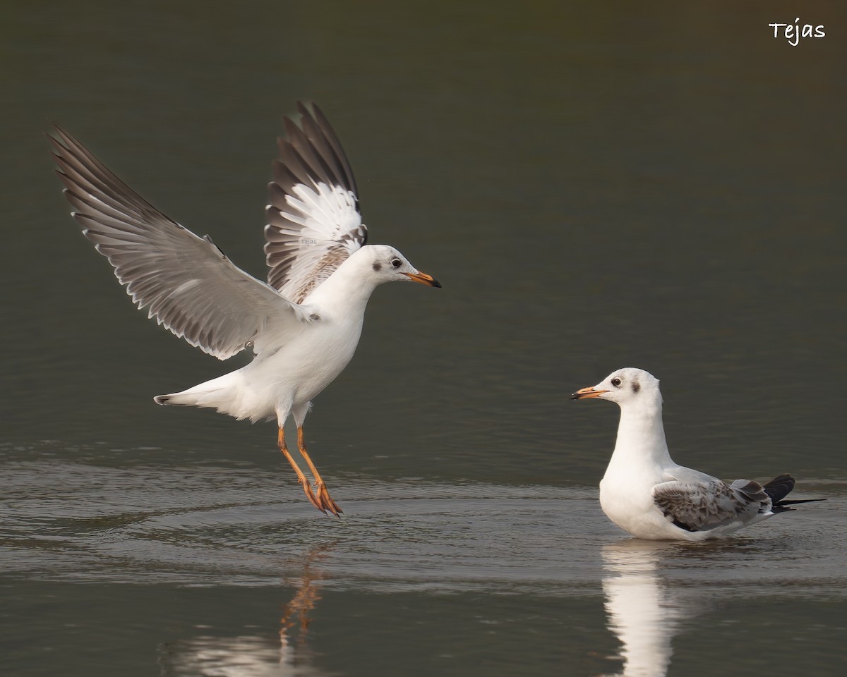 שחף חום-ראש - ML646355814