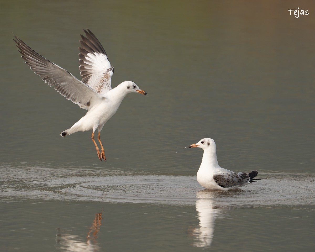 שחף חום-ראש - ML646355815