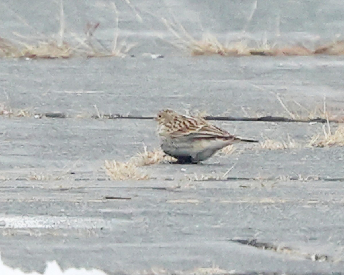 Chestnut-collared Longspur - ML646355816