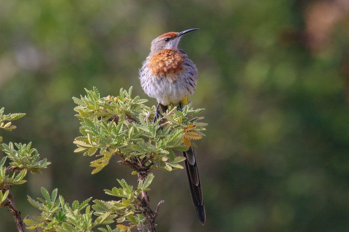 Gurney's Sugarbird - ML646355817