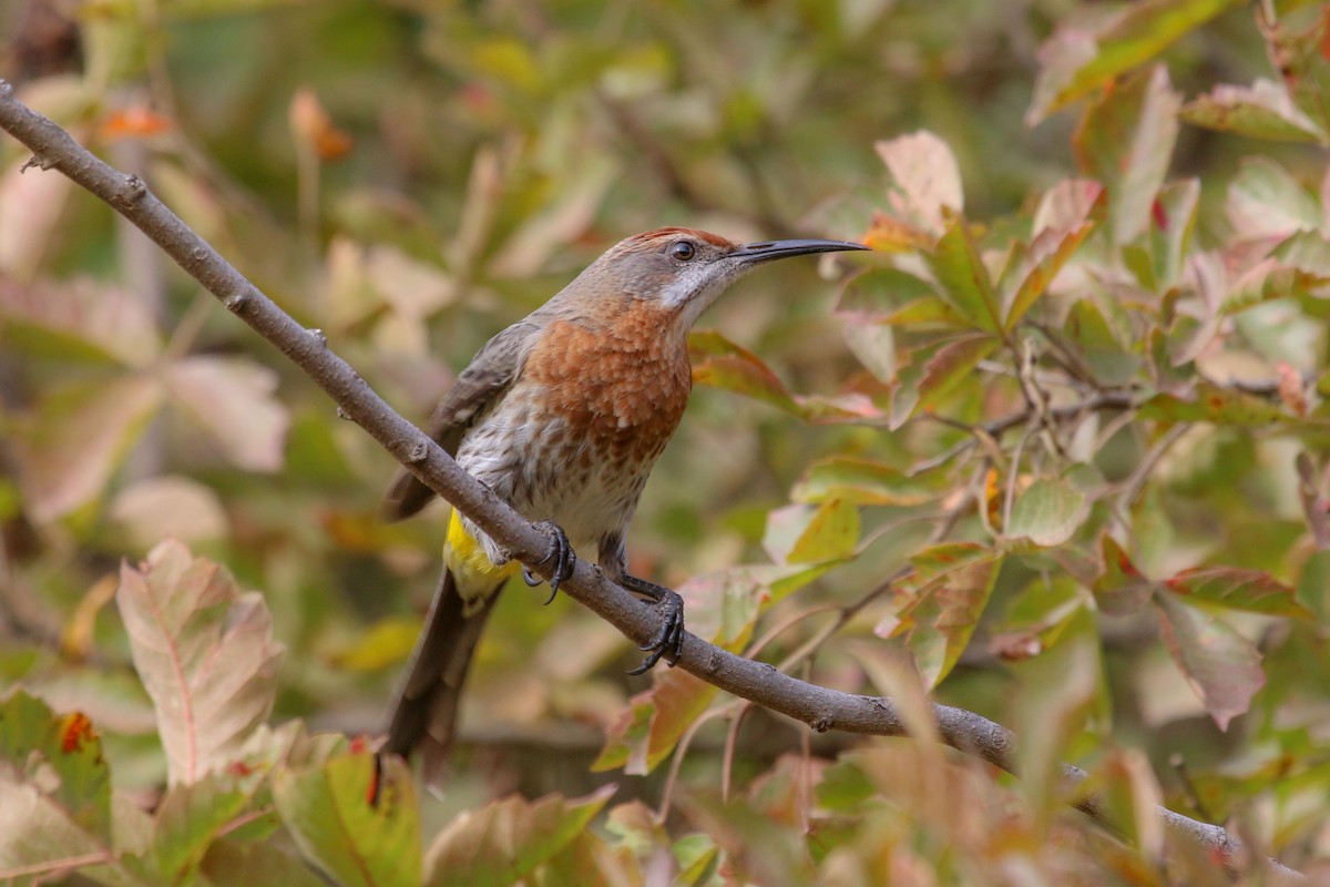 Gurney's Sugarbird - ML646355819