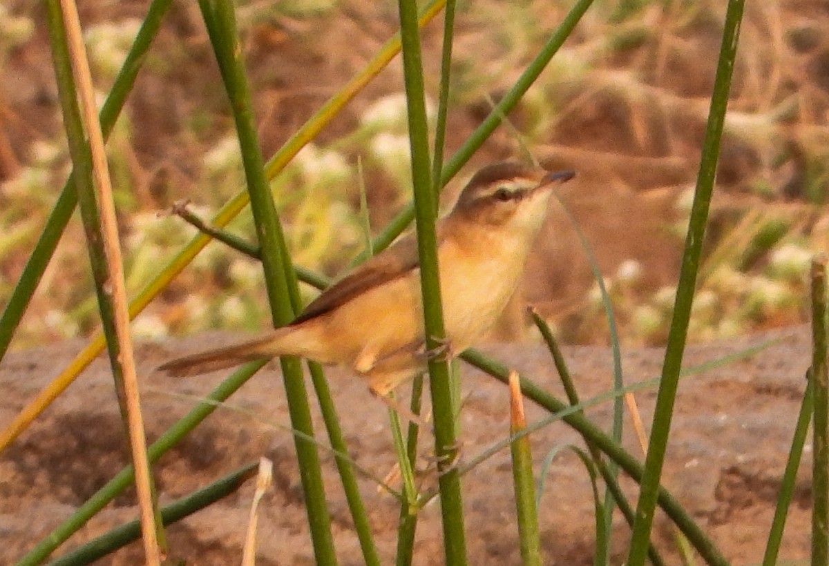 Paddyfield Warbler - ML646355820