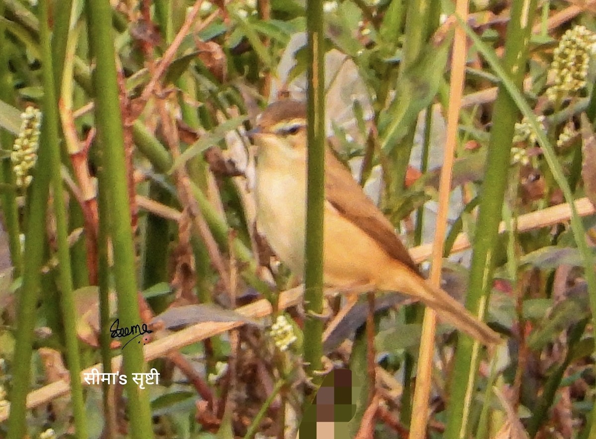Paddyfield Warbler - ML646355821