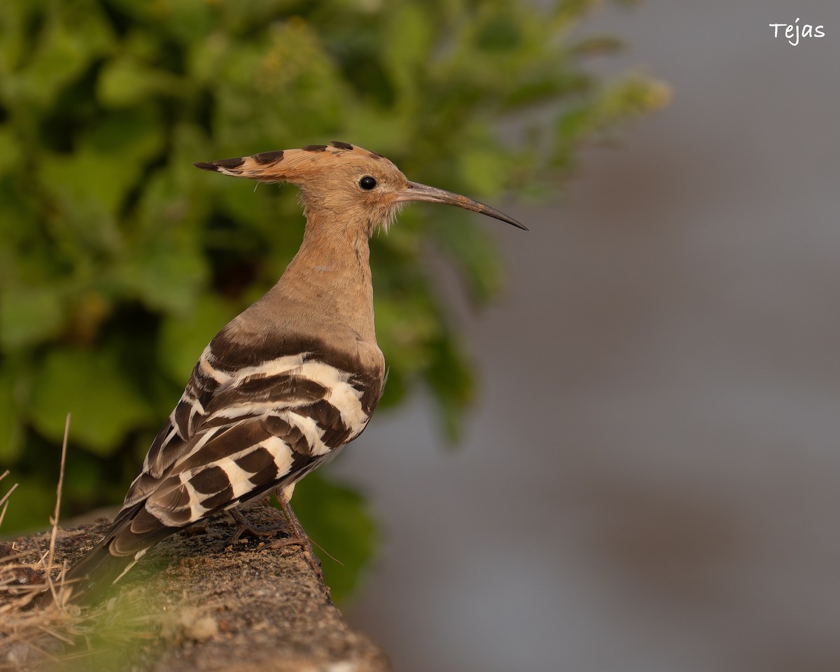 dudek chocholatý - ML646355824