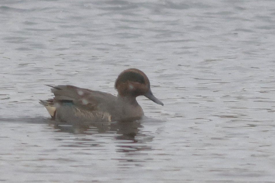 小水鴨 - ML646355825