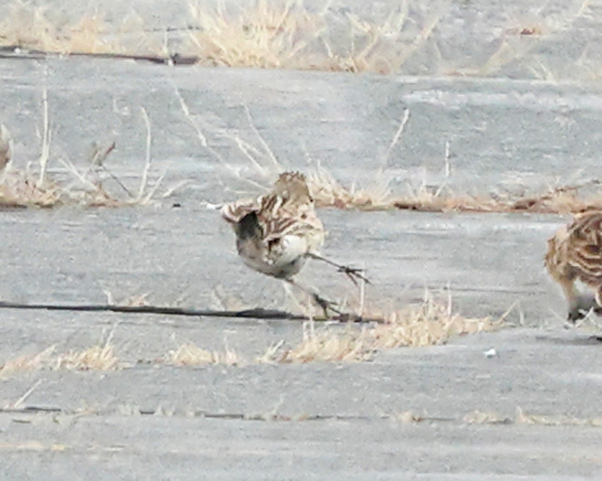 Chestnut-collared Longspur - ML646355830