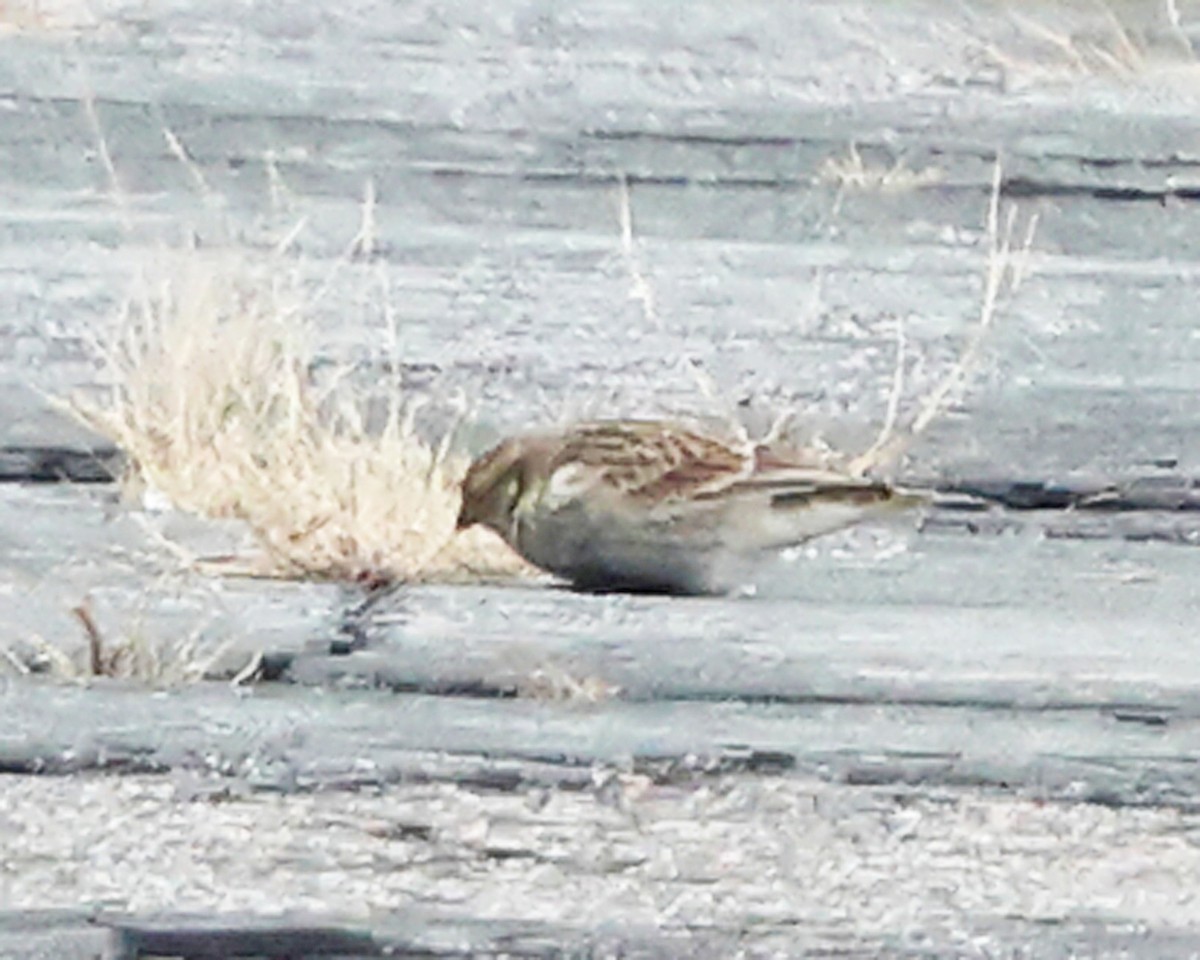 Chestnut-collared Longspur - ML646355833