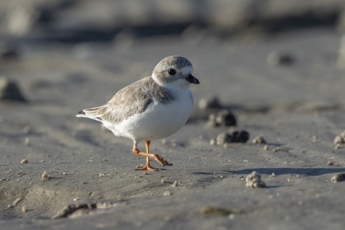 Piping Plover - ML646355836