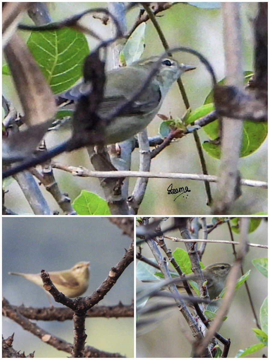 Greenish Warbler - ML646355838