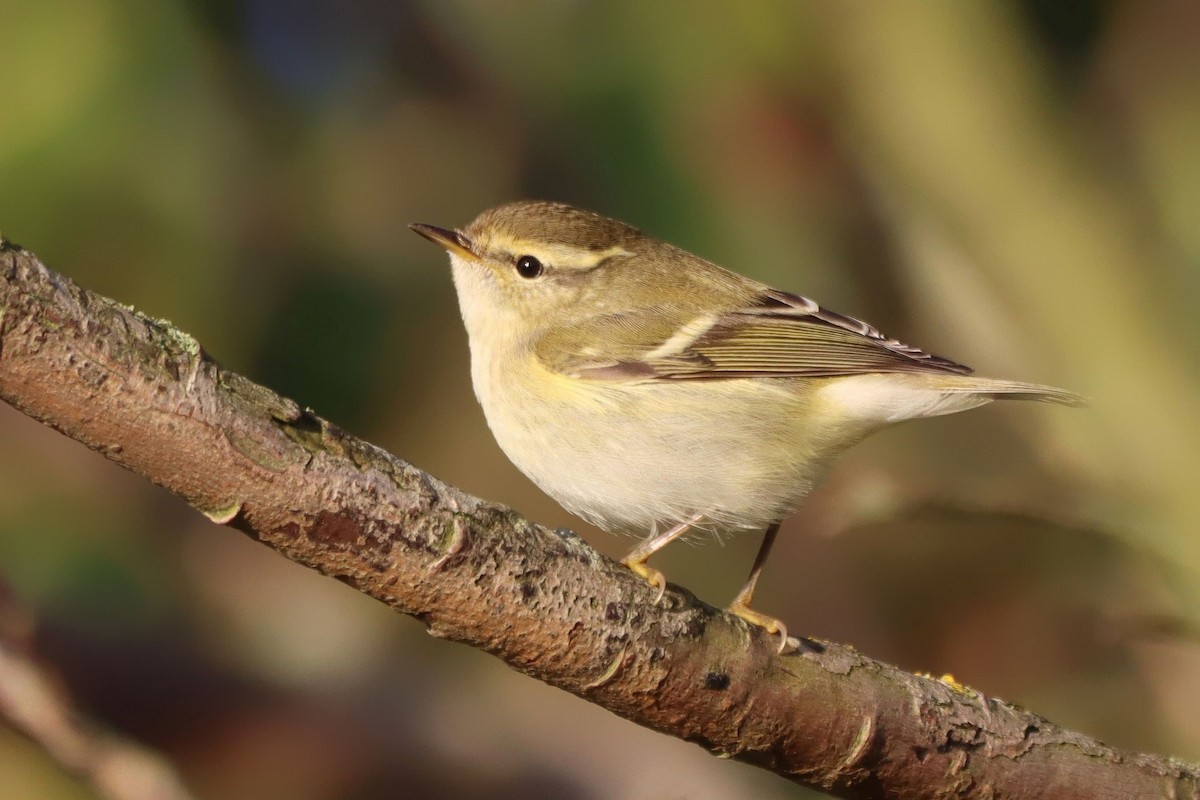 Yellow-browed Warbler - ML646355839