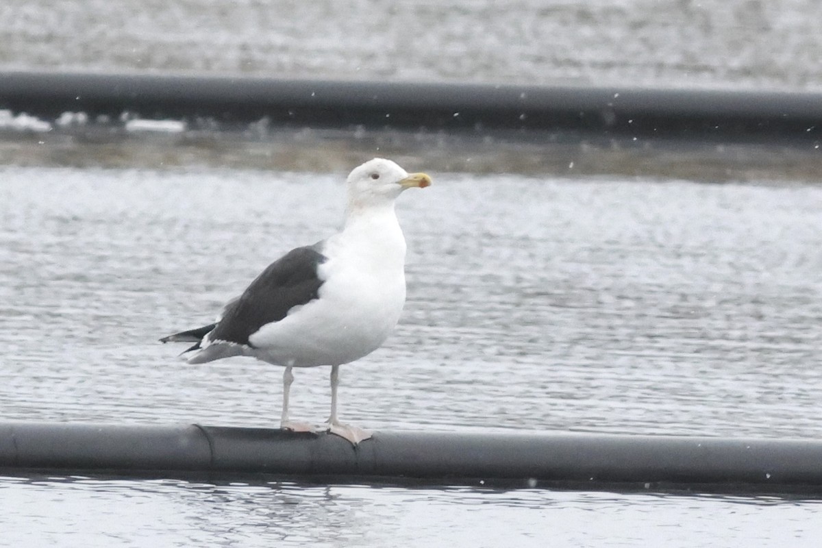 racek mořský - ML646355843