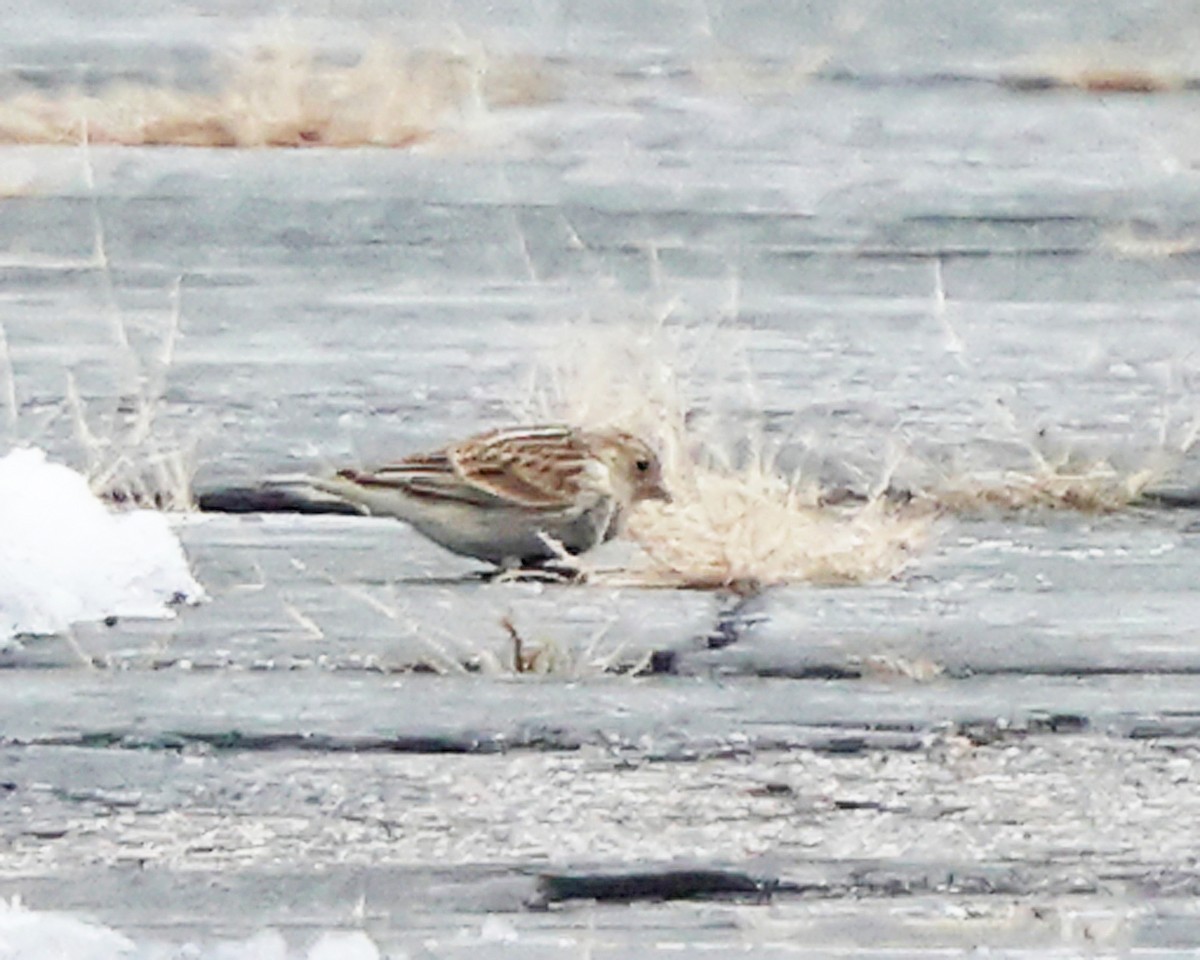 Chestnut-collared Longspur - ML646355844