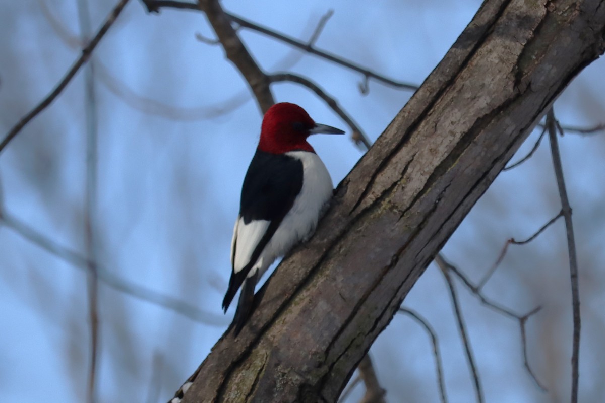 ズアカキツツキ - ML646355845