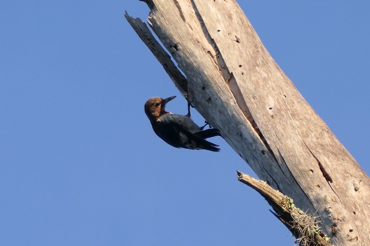 Red-headed Woodpecker - ML646355846