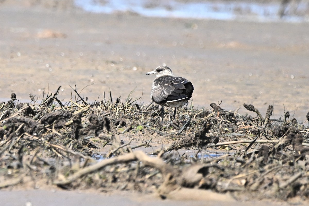 Parasitic Jaeger - ML646355849