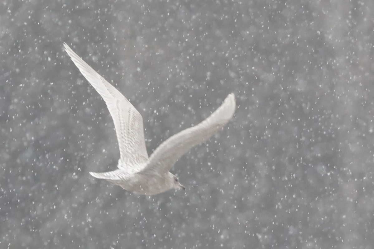Iceland Gull - ML646355852