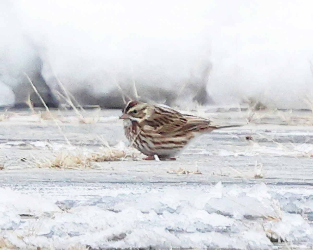 Savannah Sparrow - ML646355857