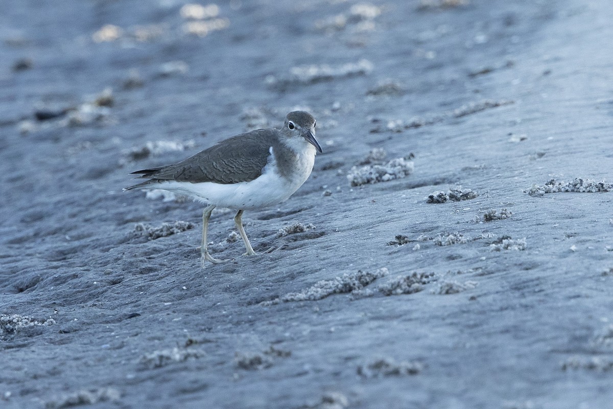 Spotted Sandpiper - ML646355858