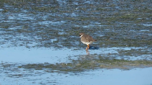 Chorlitejo Grande - ML646355860